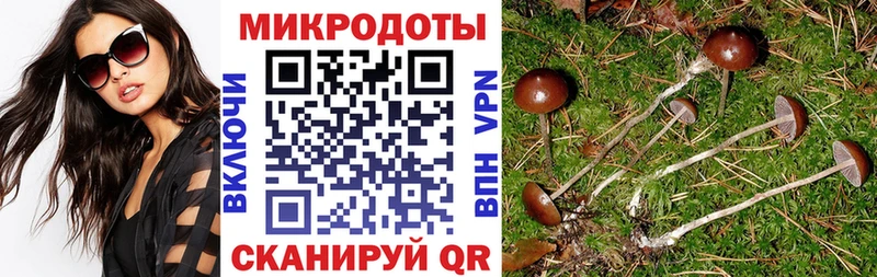 Псилоцибиновые грибы Psilocybe  это клад  Прохладный  продажа наркотиков 