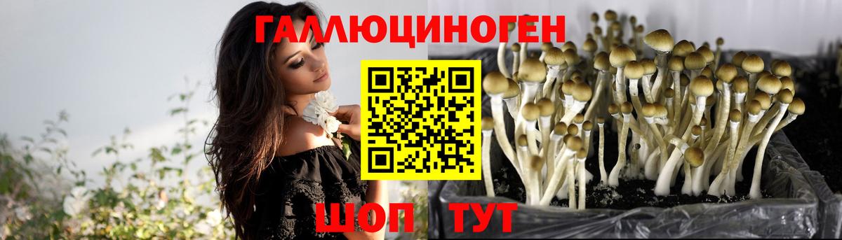 что такое наркотик  Псилоцибиновые грибы Magic Shrooms  Вход с VPN  Прохладный 